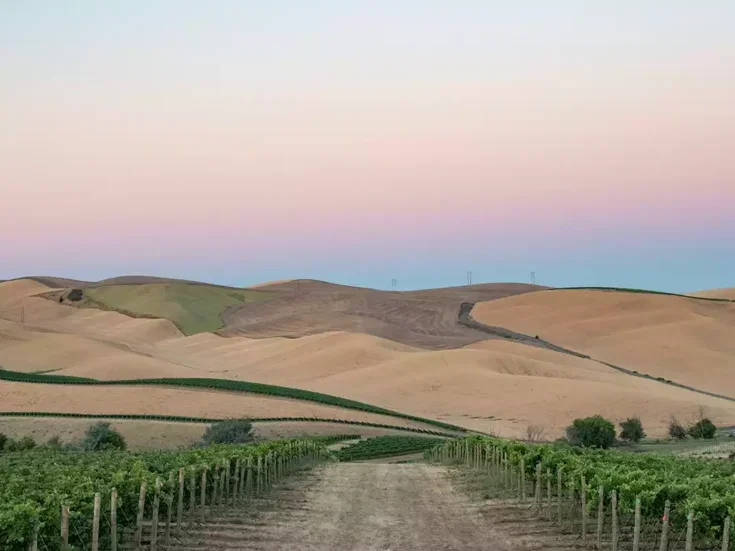 A view of vines and hills in the Washington State wine region Walla Walla