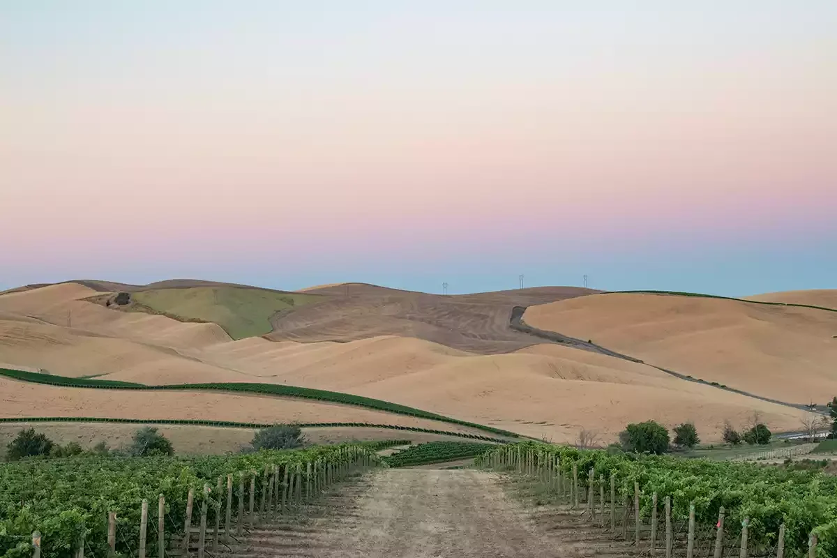 How to fill a 4,000-hectare hole: The future of Washington State wine