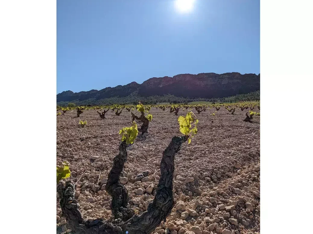 old bush vines in Jumilla Spain.