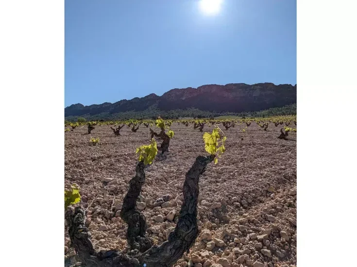 old bush vines in Jumilla Spain.