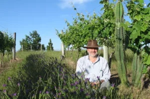 Francisco Carrau in a vineyard with cactus