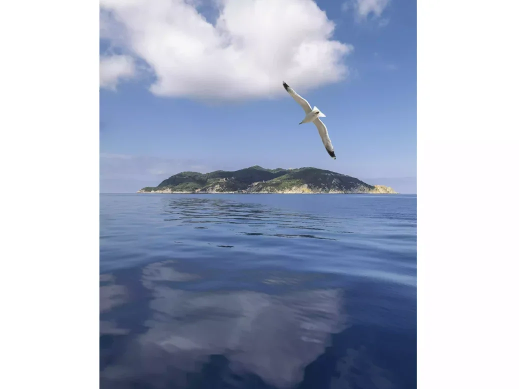 A seagull flying over the sea in front of Gorgona prison island