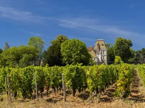 2023 Burgundy: Abundant variability