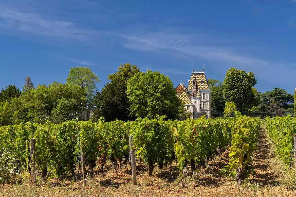 2023 Burgundy: Abundant variability