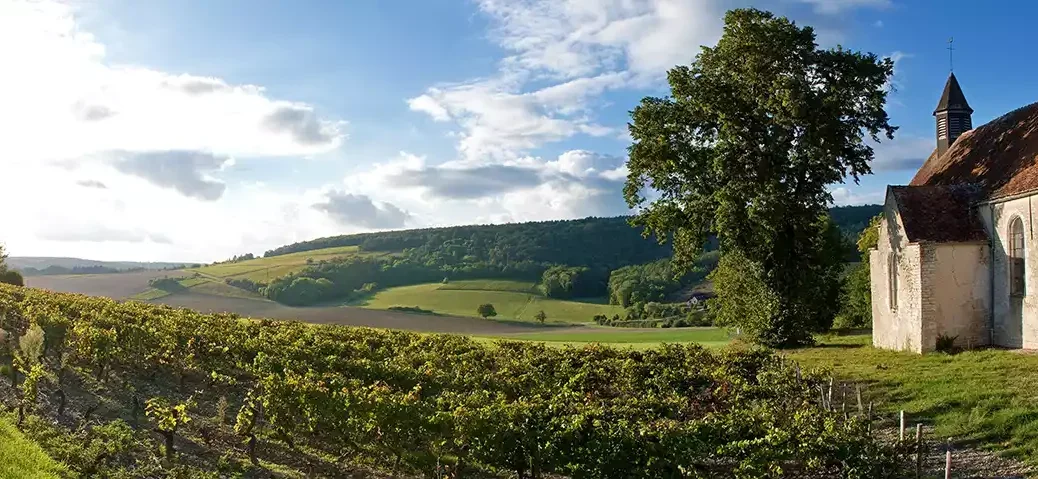 Chablis vineyard by a church with blue sky and clouds