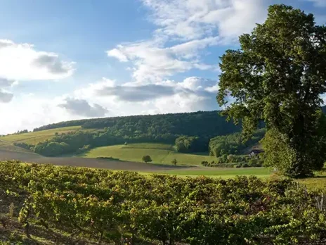 2023 Burgundy: Chablis with a sunny disposition