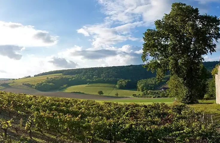 Photo of 2023 Burgundy: Chablis with a sunny disposition