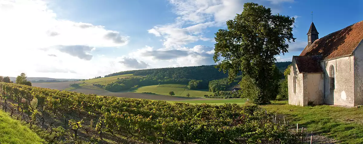 Chablis vineyard by a church with blue sky and clouds