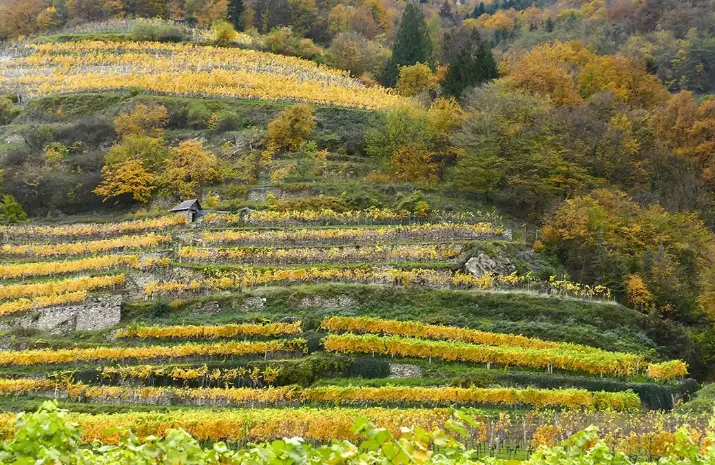 Grüner Veltliner vineyards in Wachau on a steep slope