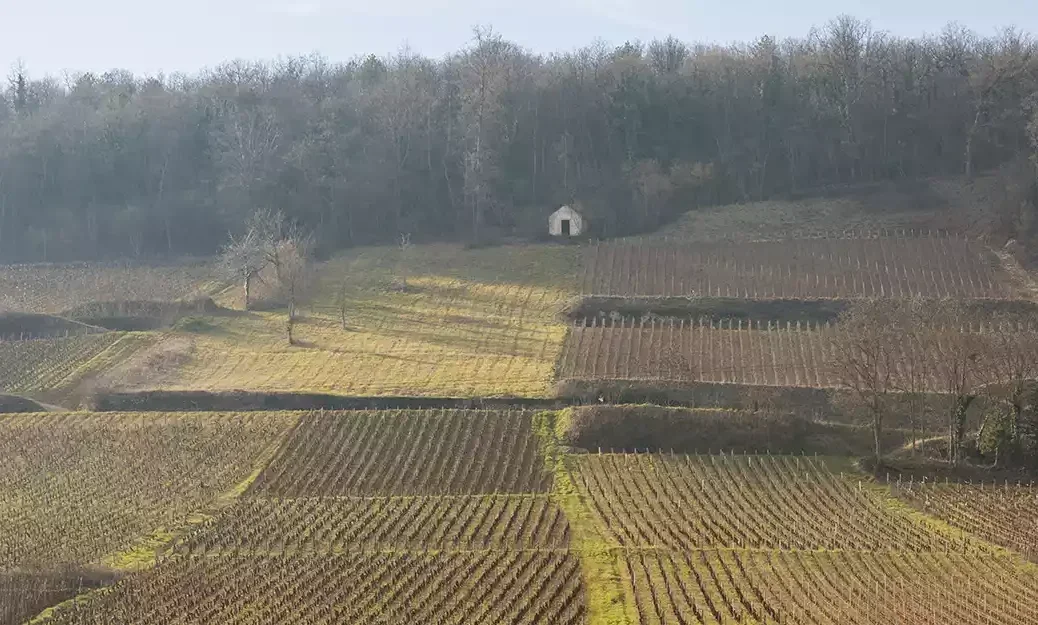 2023 Burgundy winter vineyards