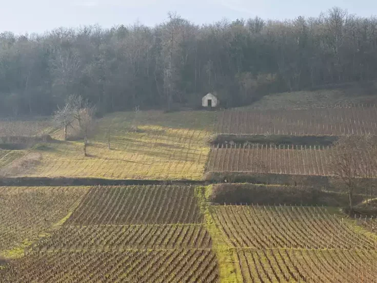 2023 Burgundy winter vineyards