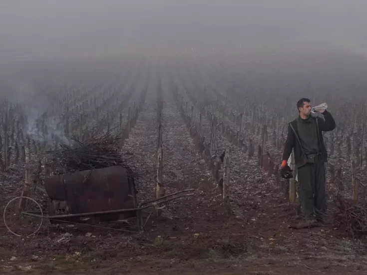 A man stands having a drink in a misty smoky vineyard