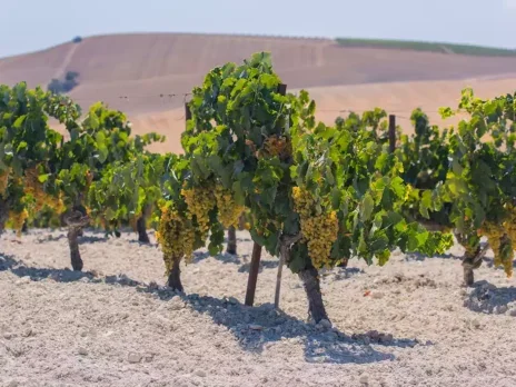 Adjusting aesthetic horizons from the champaigns of Jerez