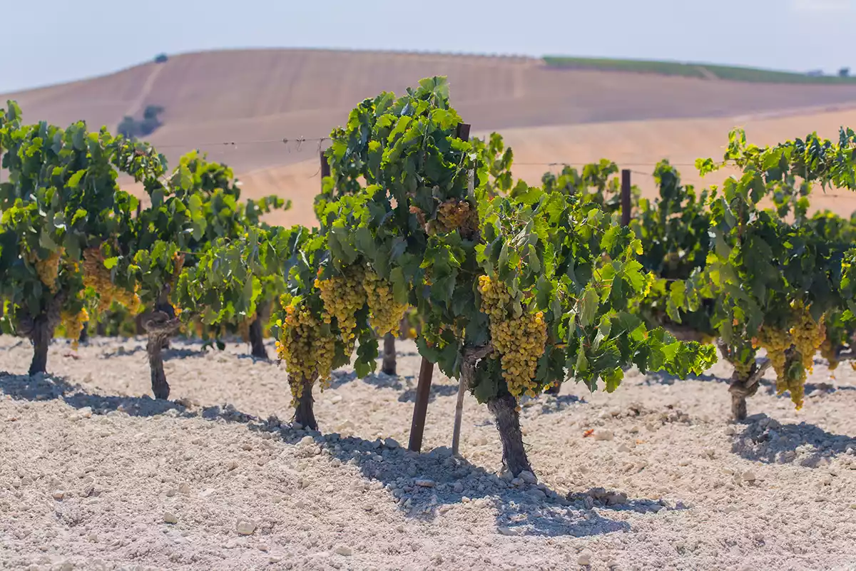 Adjusting aesthetic horizons from the champaigns of Jerez