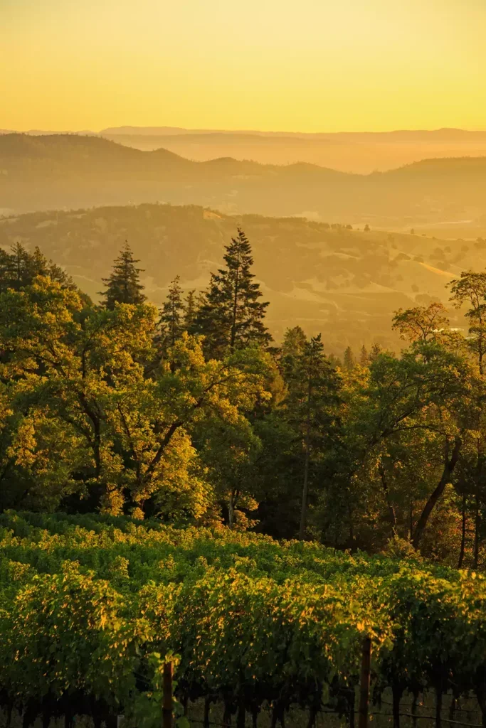 A view of hills with trees and vineyards at sunset at the Cliff Family's Croquet Vineyard.