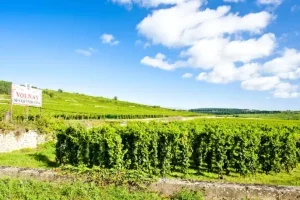 Vineyards and a sign reading "Volnay et ses grands vins"