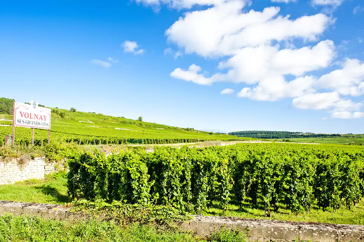 2023 Burgundy tasting notes: Côte de Beaune—Volnay