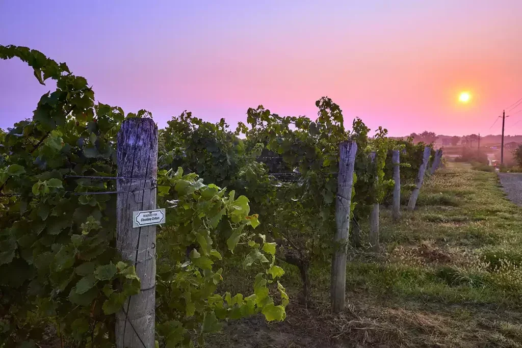 Chardonnay vines in Wismer-Foxcroft vineyards at sunset with a pink and purple sky and small yellow sun in the distance