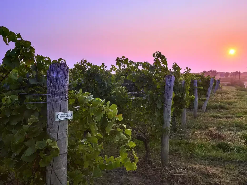 Chardonnay vines in Wismer-Foxcroft vineyards at sunset with a pink and purple sky and small yellow sun in the distance