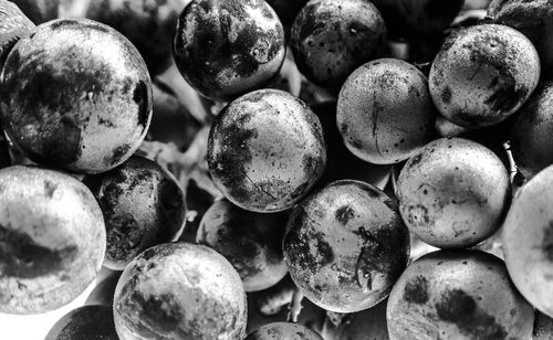 Black and white close-up of a bunch of Merlot grapes.