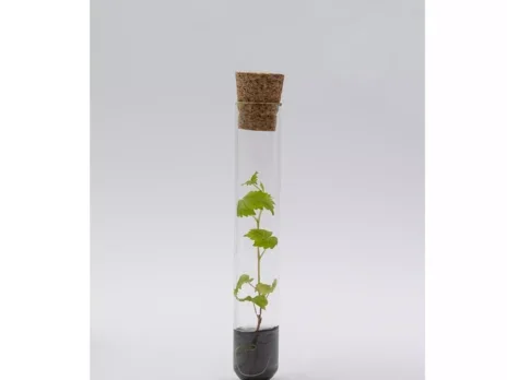 Could Montrachet be produced with gene-edited Chardonnay? Could Montrachet be produced with gene-edited Chardonnay?
