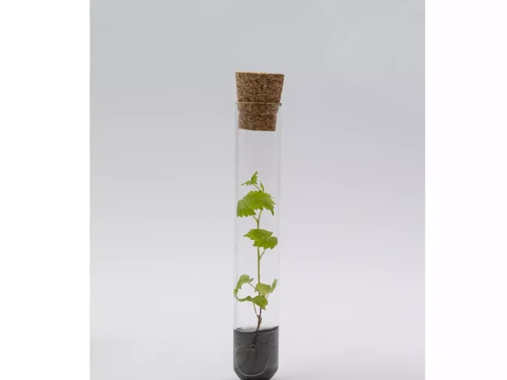 gene-edited vine in a test tube