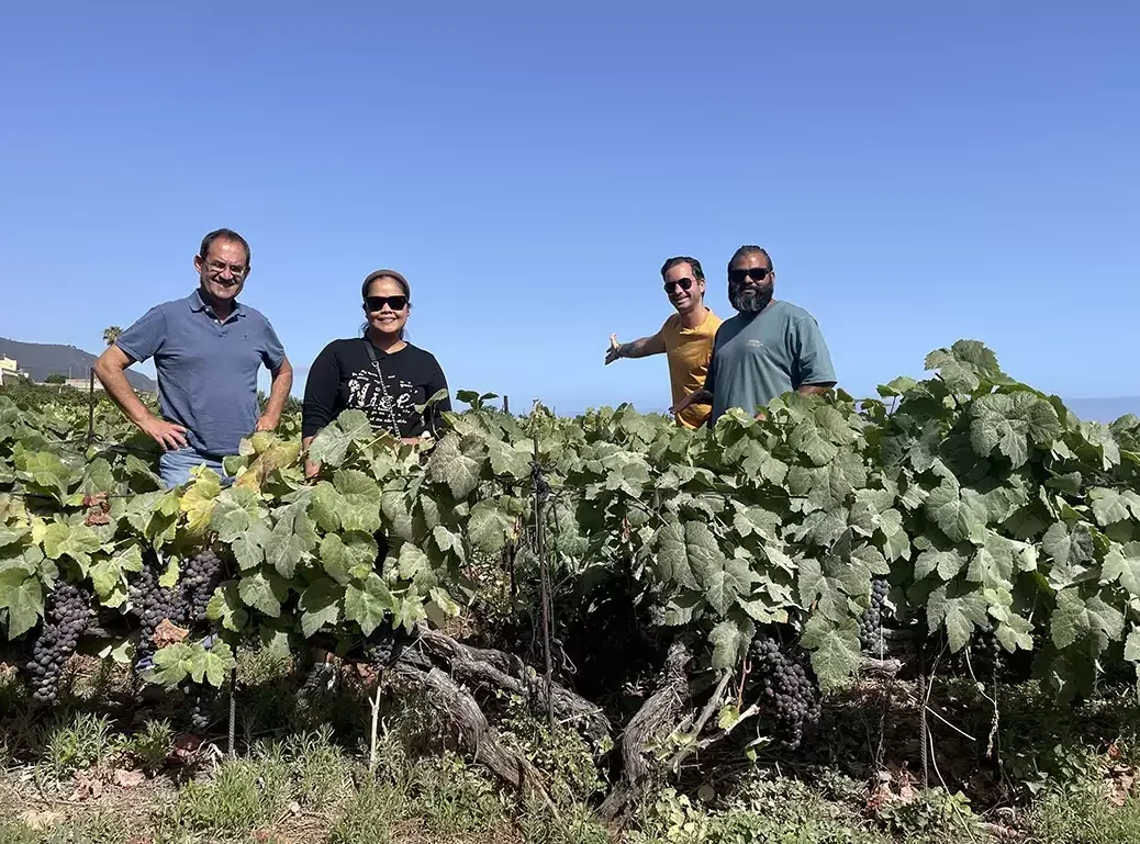 Vinatigo old vine in Tenerife