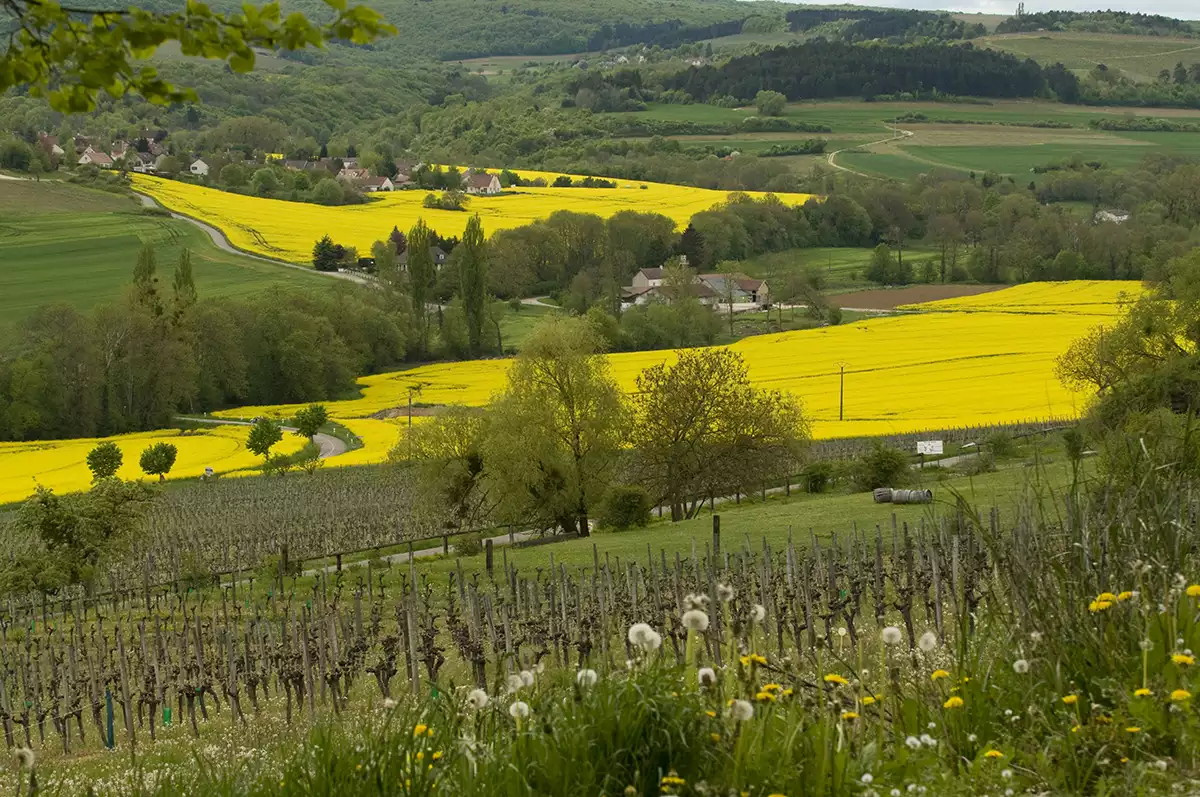 Bourgogne Hautes-Côtes: Going up in the world Bourgogne Hautes-Côtes: Going up in the world