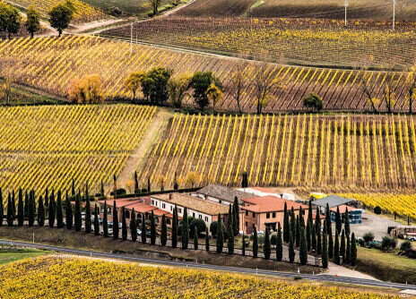 2020 Brunello di Montalcino: The wines 2020 Brunello di Montalcino: The wines