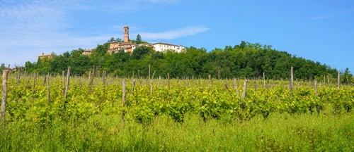 Timorasso time Timorasso time