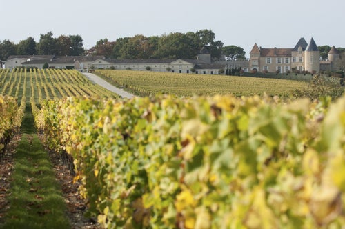 The vineyards of Château d'Yquem