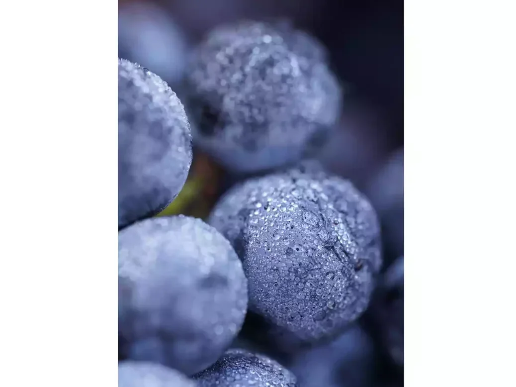 A close up of four Merlot grapes in a bunch