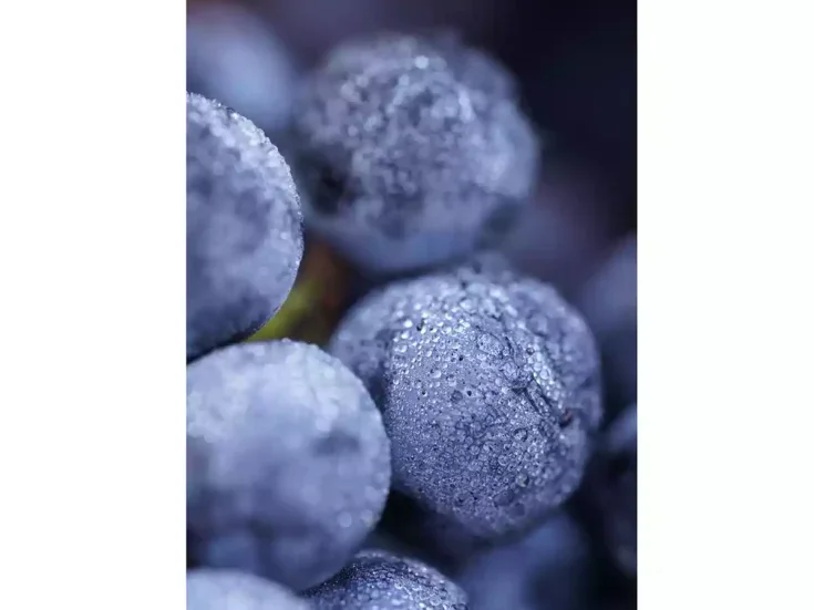 A close up of four Merlot grapes in a bunch