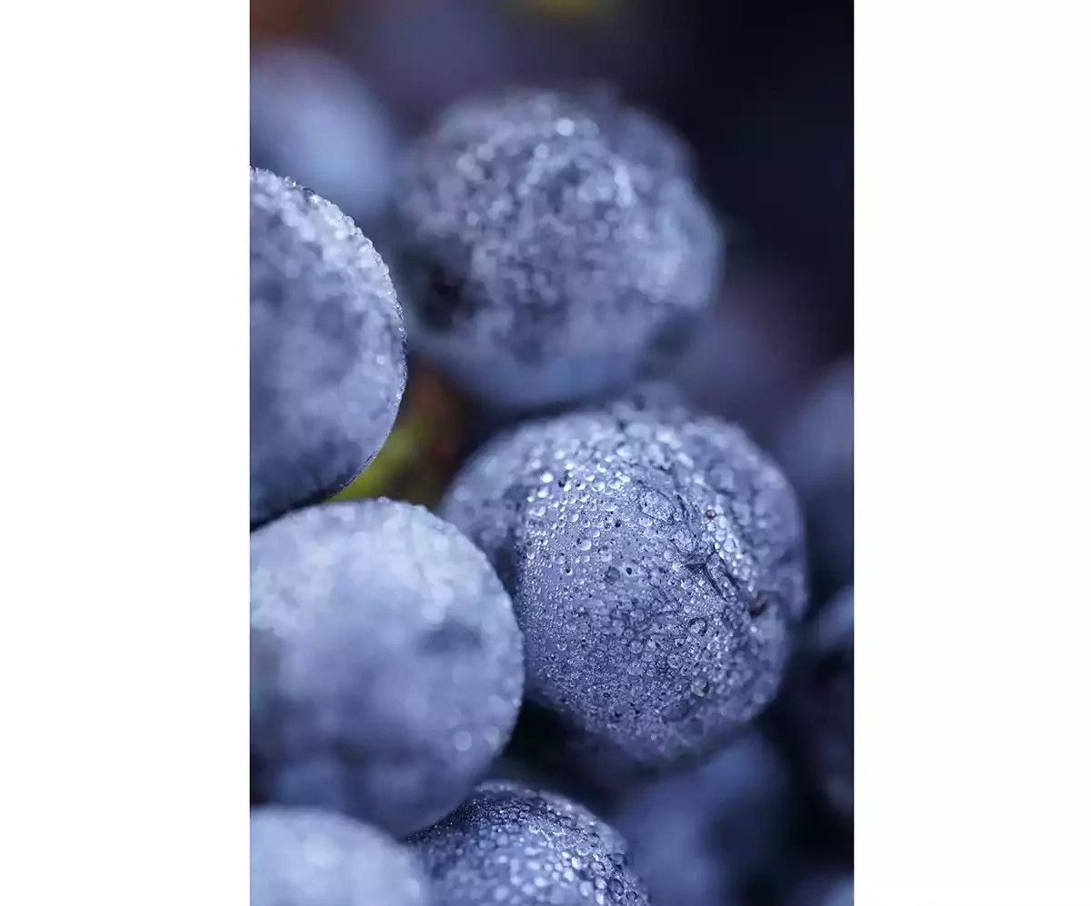 Cream of Yeast: The key to bottling microbial terroir?