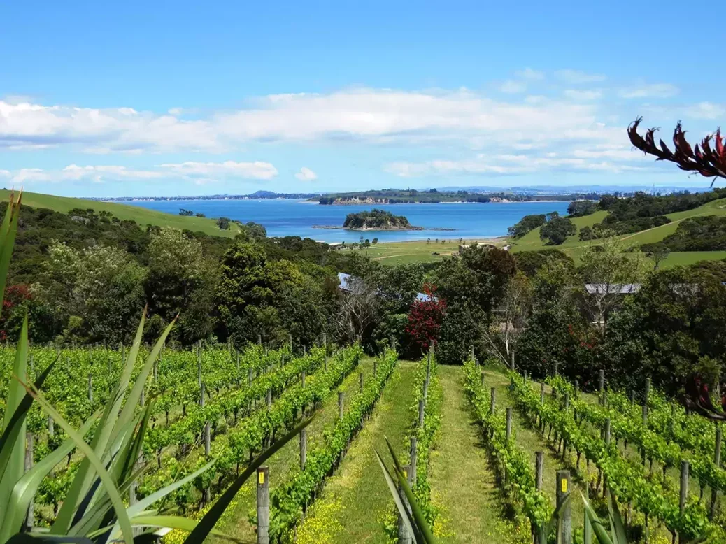 A view down a vine-covered slope towards the sea in Cable Bay, Auckland, New Zealand.