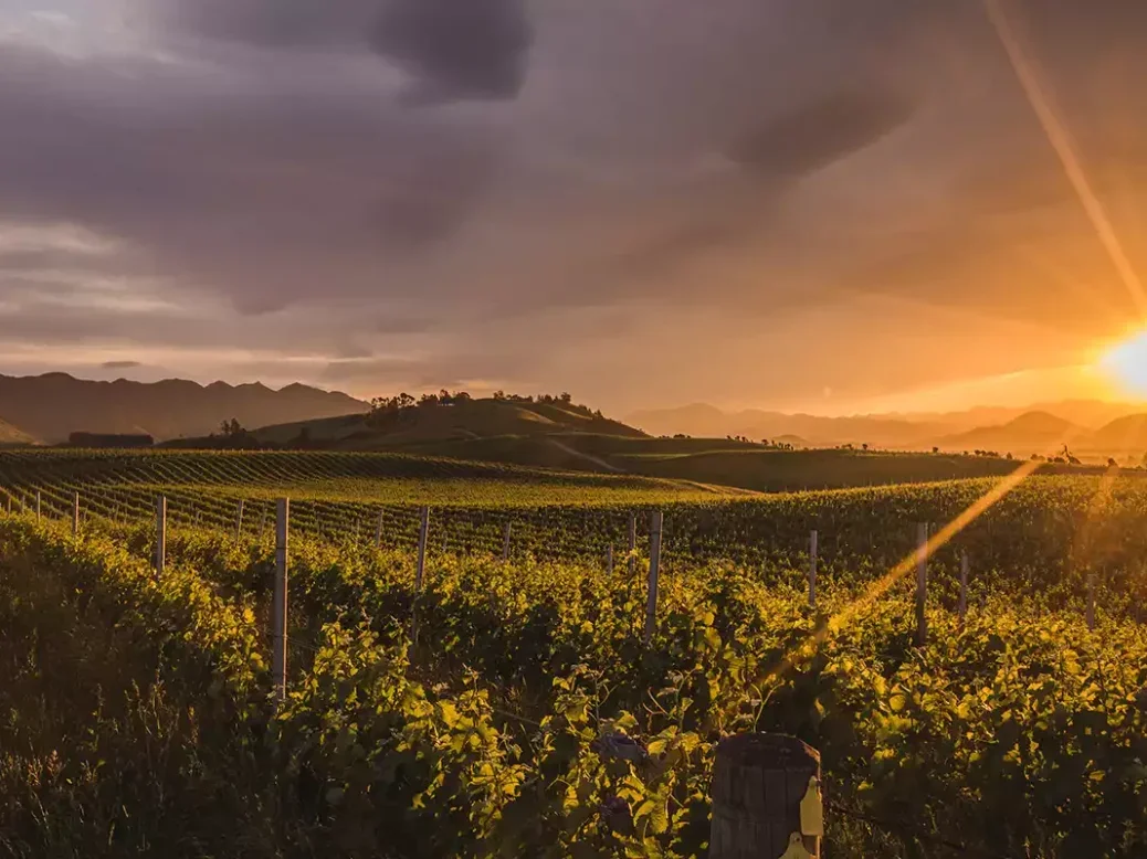 sun rising over vines and hills in Marlborough in the Churton vineyard.