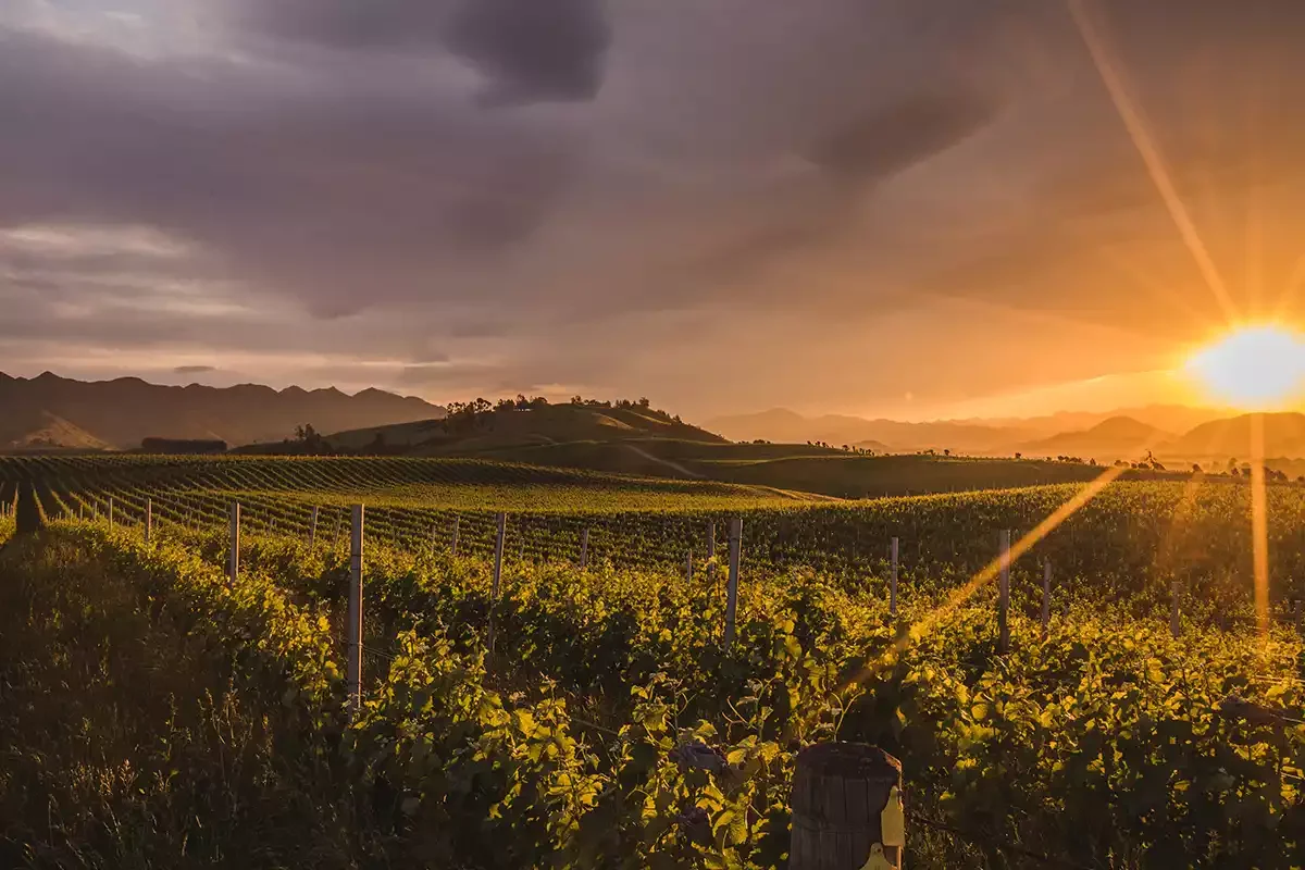 A New Zealand fine-wine journey: Marlborough A New Zealand fine-wine journey: Marlborough