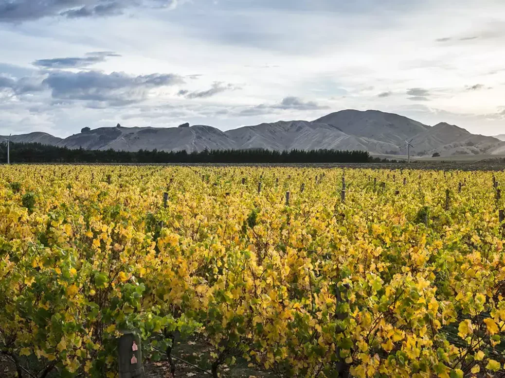 Escarpment Vineyard in autumn with a stretch of yellow-leaved vines against low hills in shadow on the horizon.