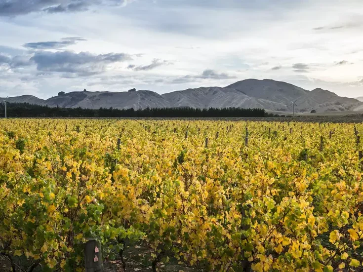 Escarpment Vineyard in autumn with a stretch of yellow-leaved vines against low hills in shadow on the horizon.