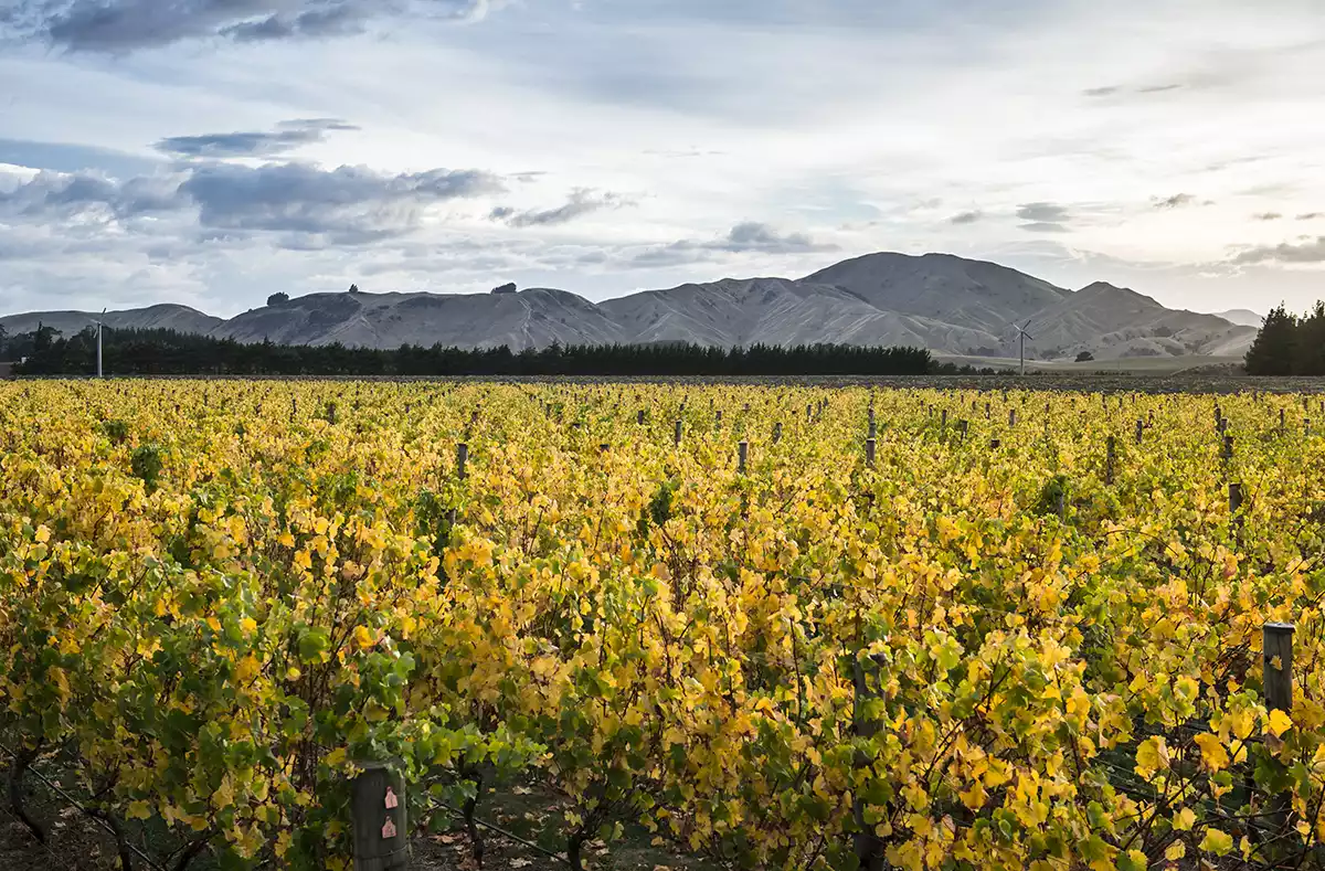 A New Zealand fine-wine journey: Martinborough