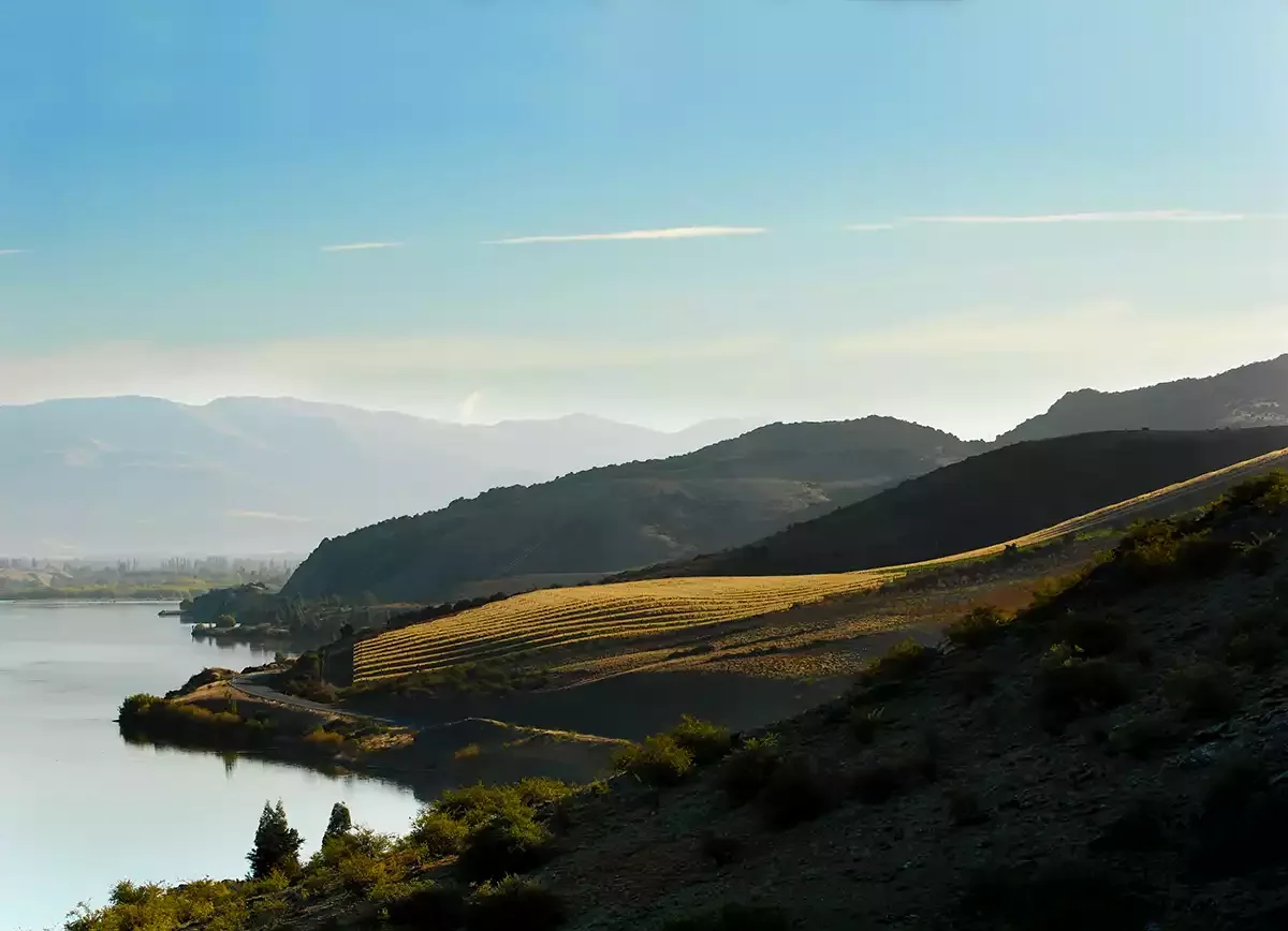 Fine wine in New Zealand: An extraordinary impact