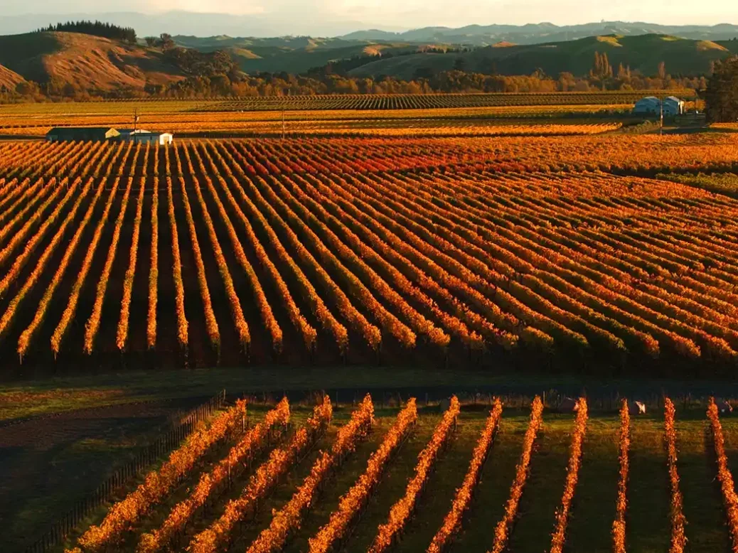 Rows of geometric vines going into the distance with orange leaves with late evening sunshine in Hawke's Bay New Zealand
