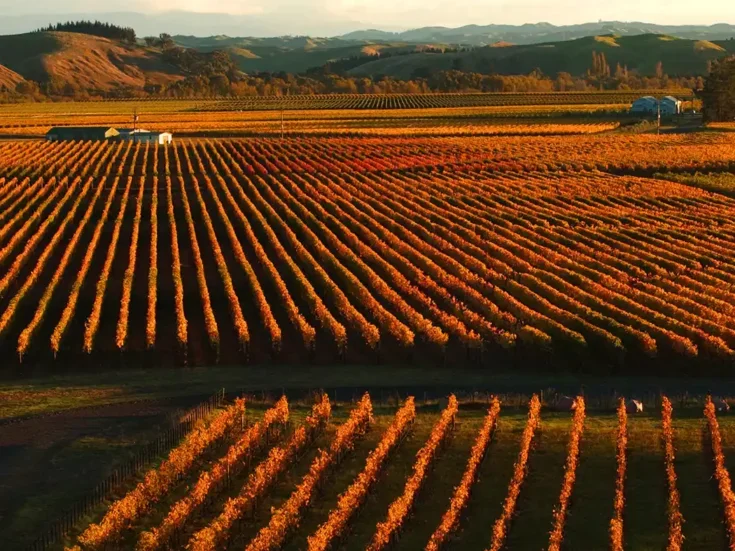 Rows of geometric vines going into the distance with orange leaves with late evening sunshine in Hawke's Bay New Zealand