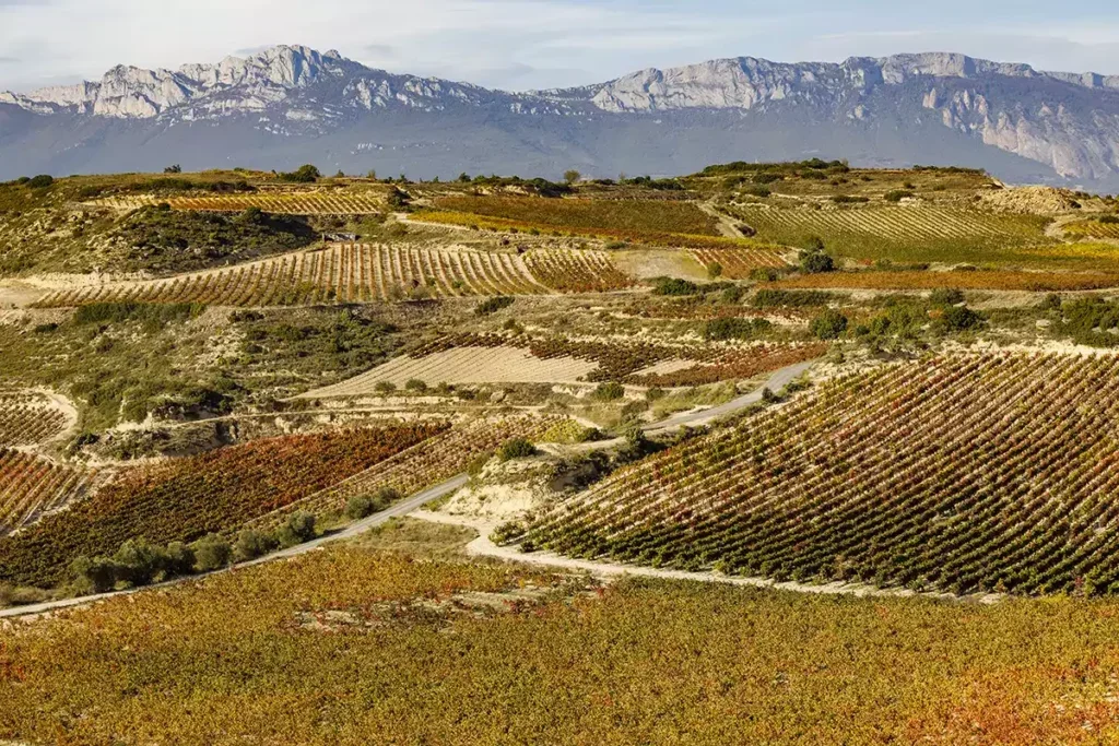 A patchwork of vineyards in different expositions in autumn with rocky mountains in the background. 
