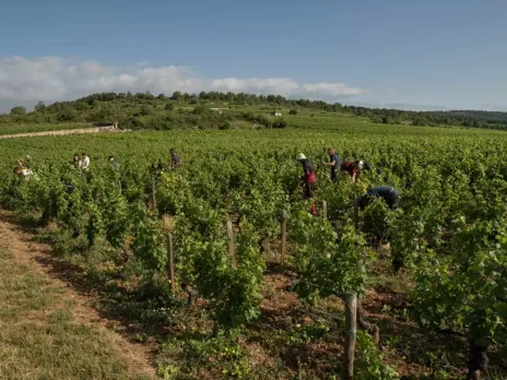 Domaine Jacques Prieur Montrachet 1999–2020