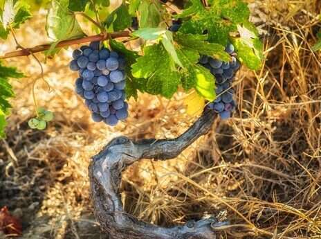 Once and future grape varieties (part I) Once and future grape varieties (part I)