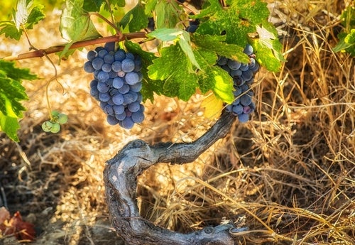 A bunch of Zinfandel grapes hanging on a very old vine trunk with green leaves above dry grass on the soil