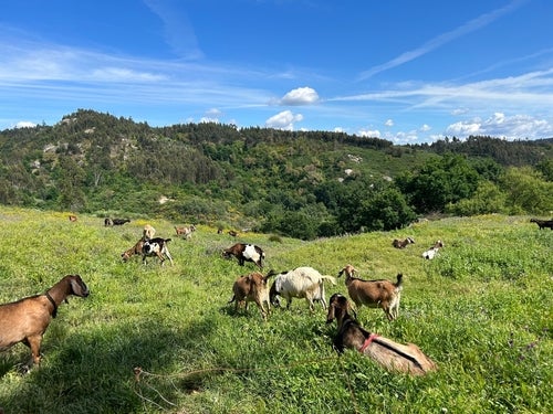 Goats in fields in mountain scenery in the Dão in north central Portugal.