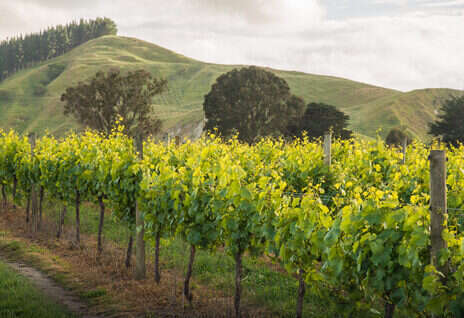 From the vaults: Hawke’s Bay Chardonnay—a view from Europe From the vaults: Hawke’s Bay Chardonnay—a view from Europe