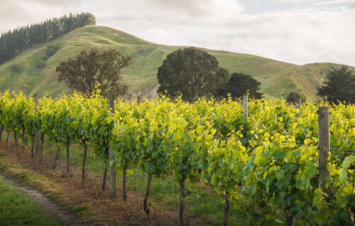 Chardonnay vies in front of small hill in Hawke's Bay.